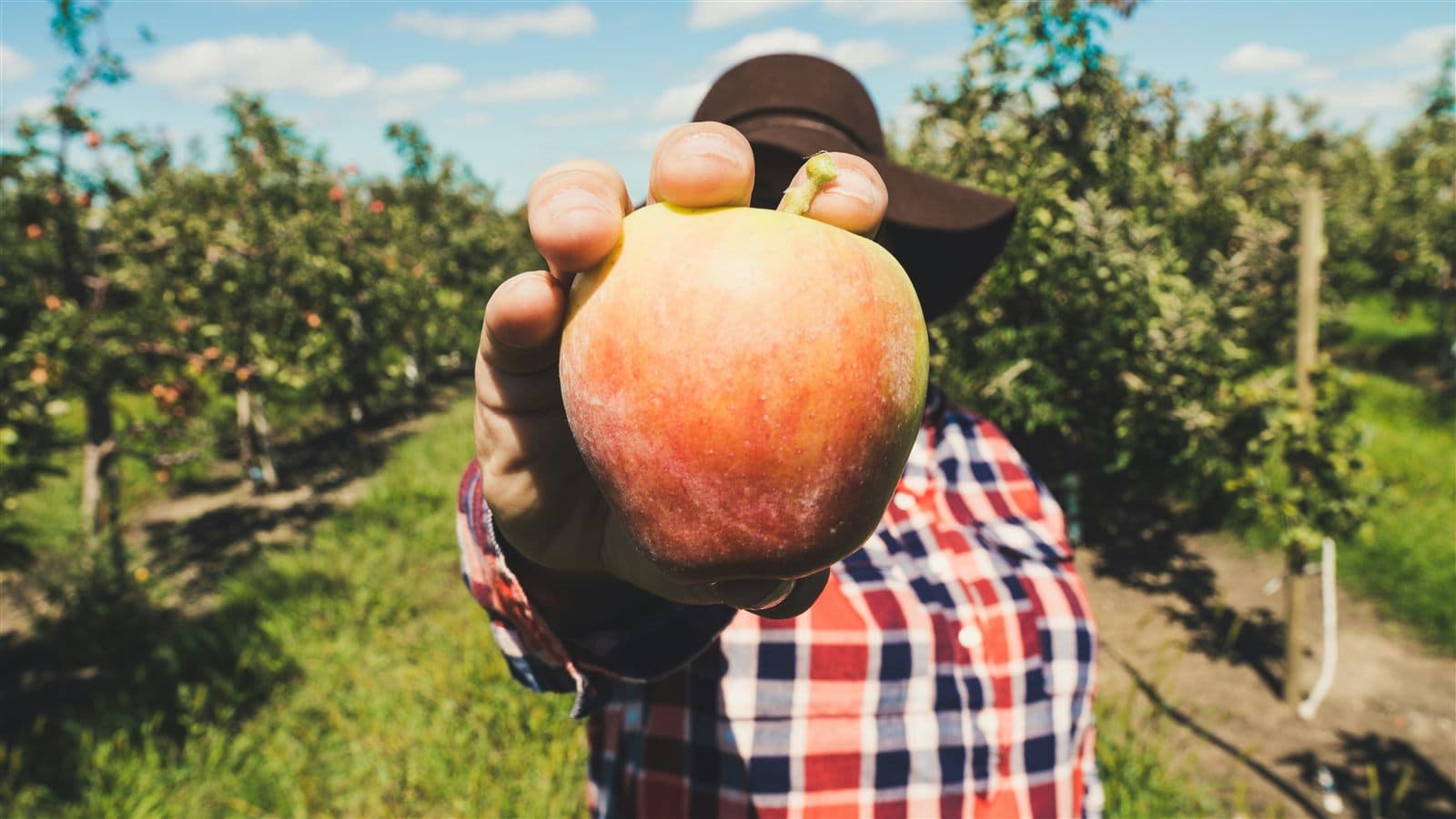 Produtor rural na lavoura atendido pela Brasmáquinas